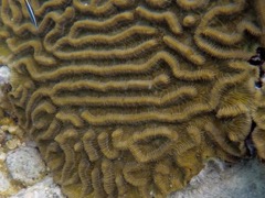 Ridged Cactus Coral